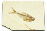 Detailed Fossil Fish (Diplomystus) - Wyoming #367576-1